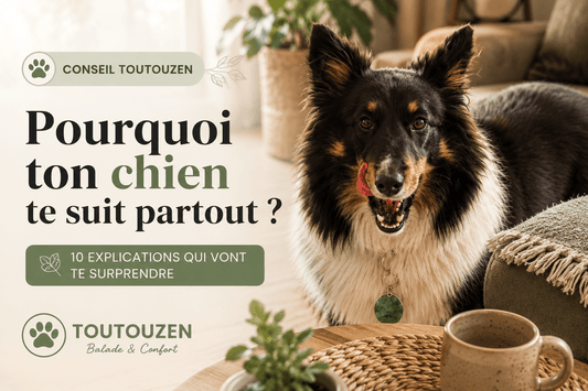 Pourquoi ton chien te suit partout ? 10 explications qui vont te surprendre - ToutouZEN