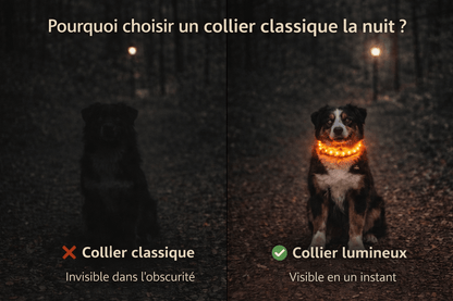 Collier Lumineux pour Chien Camouflage - LED Sécurité Nocturne, Réglable & Résistant - ToutouZEN