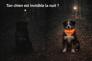 Collier Lumineux pour Chien Camouflage - LED Sécurité Nocturne, Réglable & Résistant - ToutouZEN