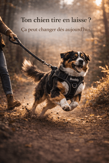 Harnais Anti Traction Personnalisé pour Chien - Confort & Sécurité - ToutouZEN