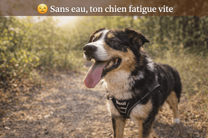 Harnais chien anti traction personnalisé – balades sans stress et contrôle total - ToutouZEN