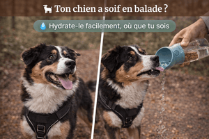 Harnais chien anti traction personnalisé – balades sans stress et contrôle total - ToutouZEN
