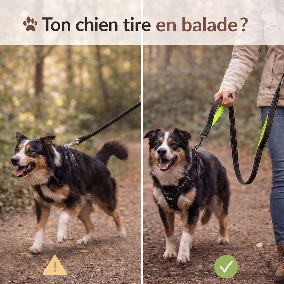 Laisse chien double poignée anti traction – reprends le contrôle en balade sans stress - ToutouZEN