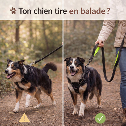 Laisse chien double poignée anti traction – reprends le contrôle en balade sans stress - ToutouZEN